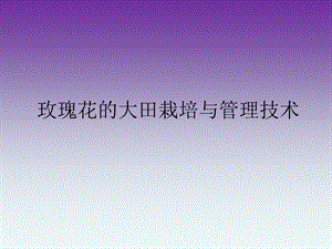 玫瑰大田栽培技术.ppt