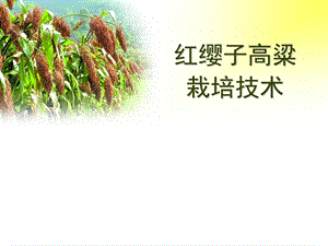 红缨子高粱栽培技术.ppt