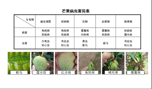 芒果病虫害防治手册.ppt