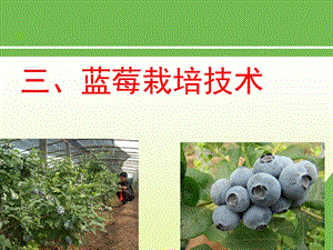 蓝莓栽培技术.ppt