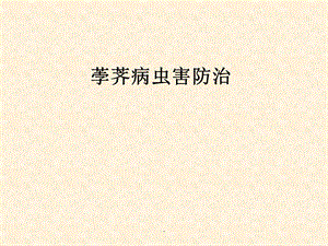 荸荠的病虫害防治.ppt