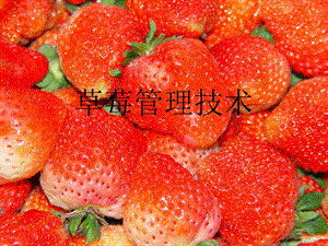 草莓病虫害生物防治.ppt