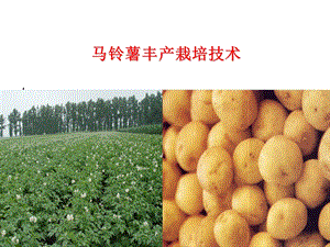 马铃薯栽培技术.ppt