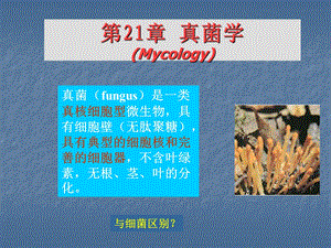 医学真菌学PPT课件.ppt