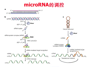 发育生物学——microRNA.ppt