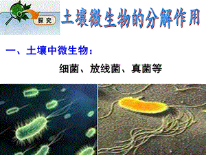 土壤微生物的分解作用.ppt