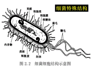 微生物详细介绍.ppt