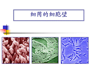 微生物的细胞壁结构.ppt