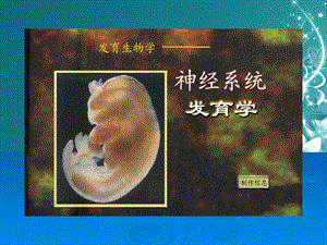 心经系统发育生物学.ppt
