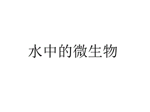 水中的微生物.ppt