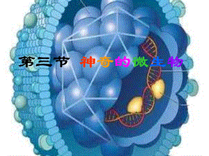 神奇的微生物1.ppt