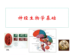 神经生物学绪论.ppt