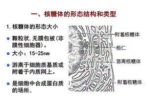 细胞生物学核糖体.ppt
