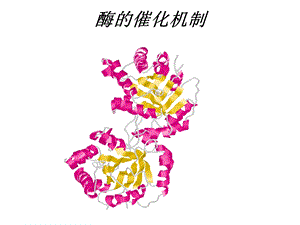 生物化学酶的催化机制.ppt