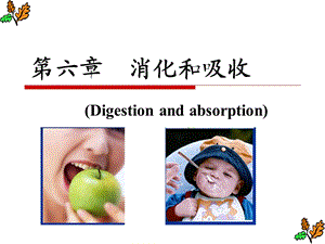 生理学消化系统.ppt