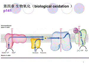 生物化学——生物氧化.ppt