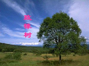 致橡树PPT课件.ppt