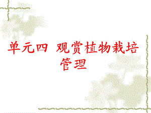 案例分析2橡皮树.ppt
