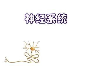 《生理学》神经系统.ppt