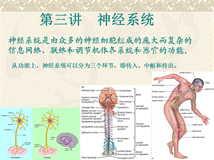 动物生理学神经系统.ppt