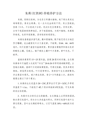 朱蕉(红铁树)养殖养护方法.docx