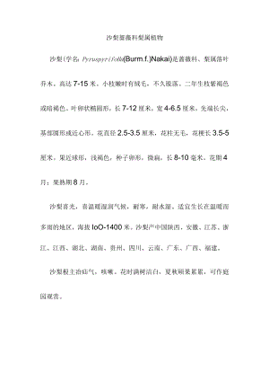 沙梨 蔷薇科梨属植物.docx