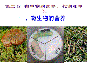 微生物的生长.pptx