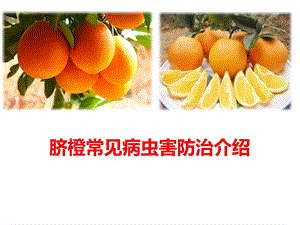 脐橙常见病虫害防治介绍.pptx