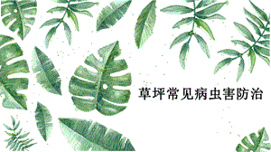 草坪常见病虫害防治.pptx