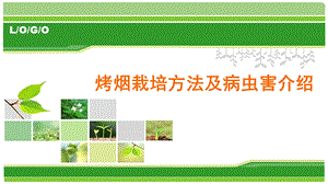 烟草栽培及病虫害防治.pptx