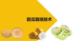 甜瓜栽培技术.pptx