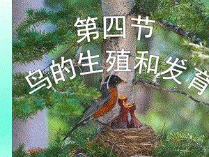 第四节鸟的生殖和发育精品教育.ppt