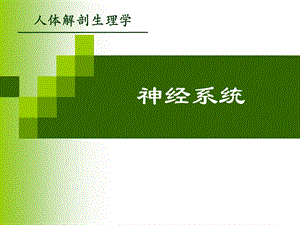 神经系统.ppt