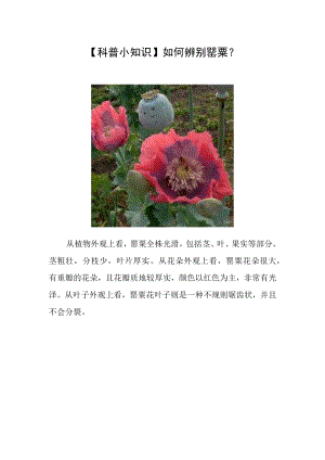 【科普小知识】如何辨别罂粟？.docx