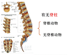 第一章动物的主要类群复习39PPT精品教育.ppt
