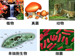 第一节细胞中的化合物精品教育.ppt