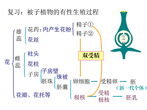 第一节植物的生长和发育第一课时11月5日精品教育.ppt