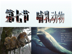第七节哺乳动物精品教育.ppt