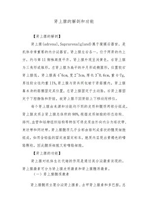 肾上腺的解剖和功能.docx