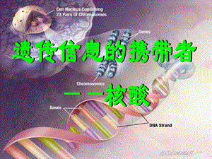 遗传物质的携带者核酸.ppt