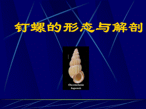 钉螺的形态与解剖.ppt