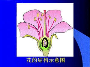 花的结构示意图.ppt