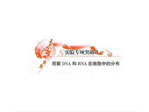 观察DNA和RNA在细胞中的分布.ppt