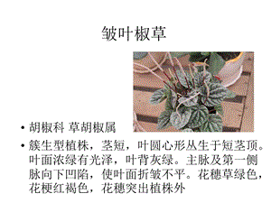 观赏植物学1.ppt
