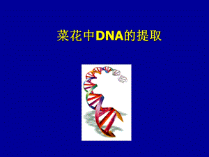 菜花DNA的提取.ppt