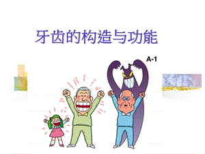 课件牙齿的构造与功能.ppt