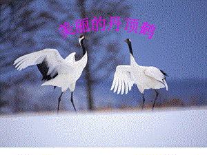 美丽的丹顶鹤PPT.ppt