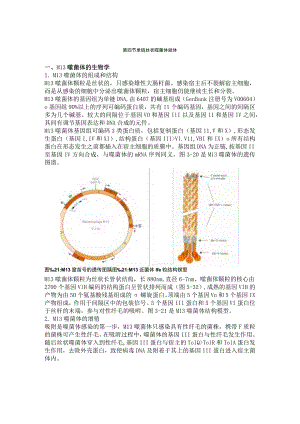 第四节-单链丝状噬菌体载体.docx