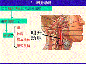 部分颈外动脉与颈内动脉锁骨下动脉.ppt