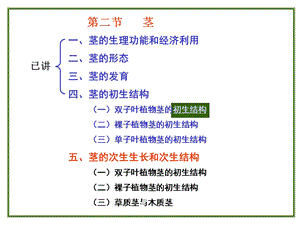 茎二叶一.ppt
